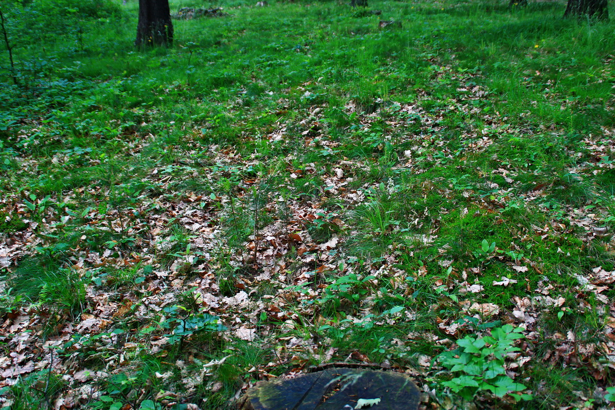 2013_06_15_00021742p_Bildgr��e �ndern