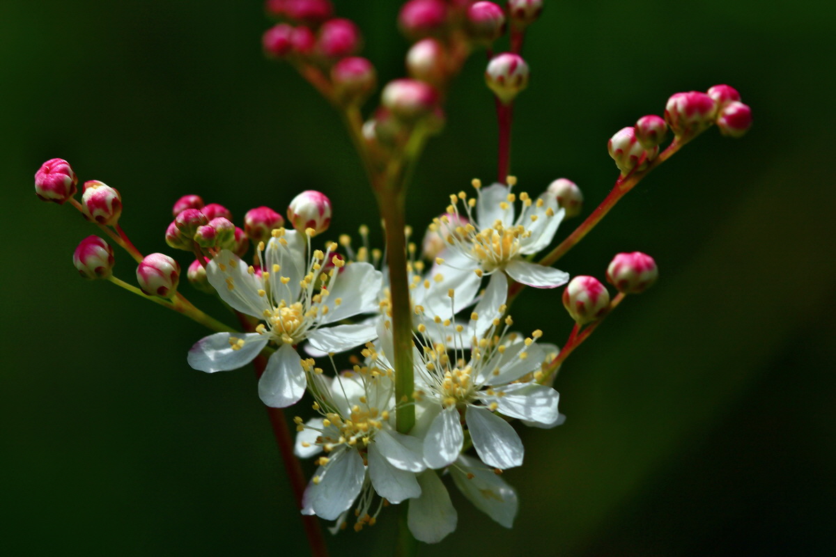 2013_06_15_00021765p_Bildgr��e �ndern