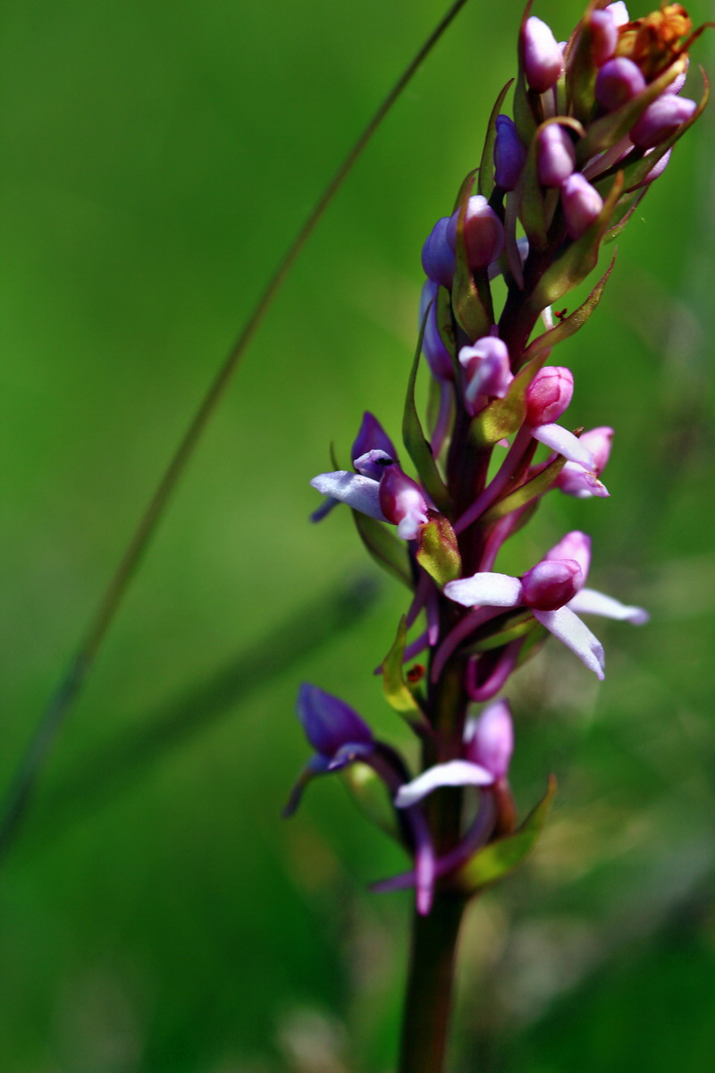 2013_06_15_00021785p_Bildgr��e �ndern