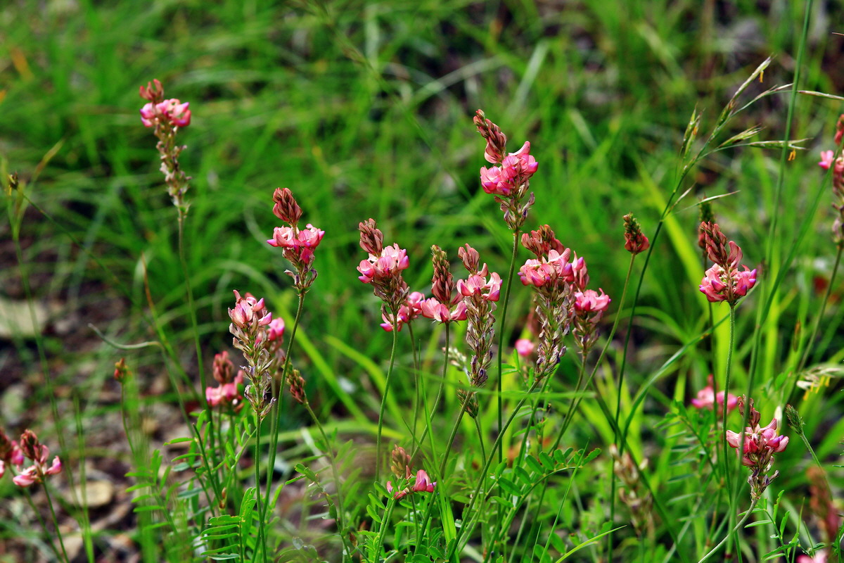 2013_06_15_00021828p_Bildgr��e �ndern