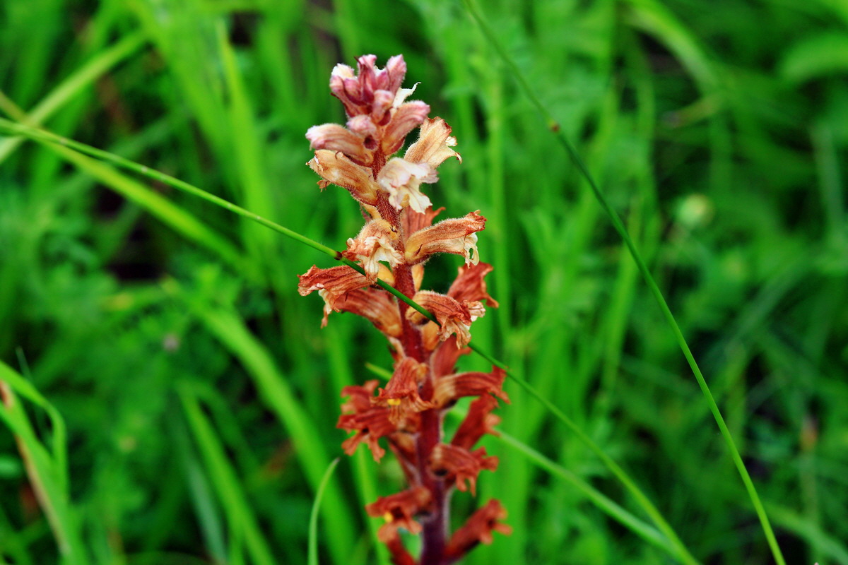 2013_06_15_00021841p_Bildgr��e �ndern