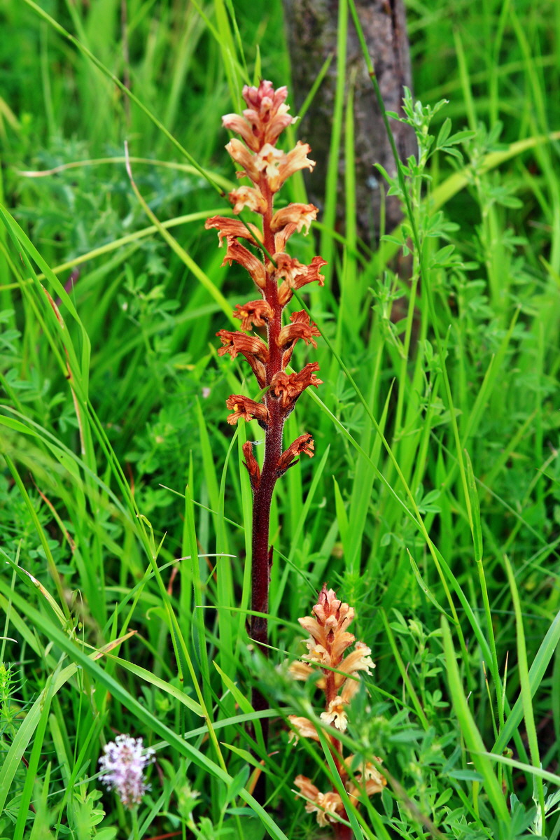 2013_06_15_00021849p_Bildgr��e �ndern