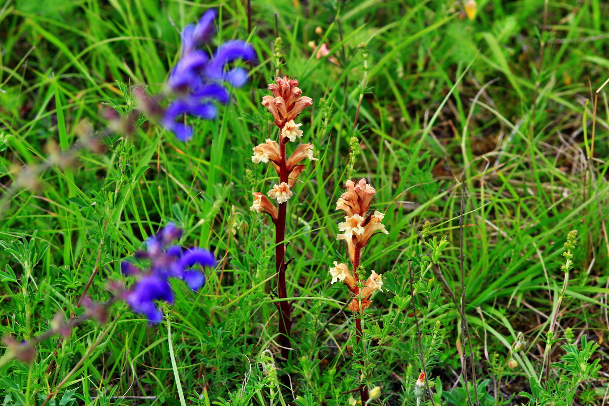 2013_06_15_00021852p_Bildgr��e �ndern