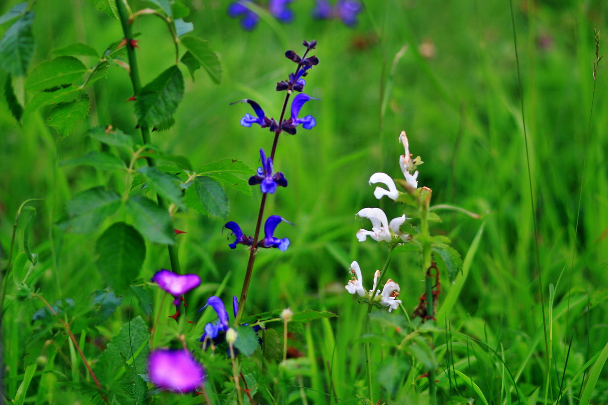 2013_06_15_00021882p_Bildgr��e �ndern