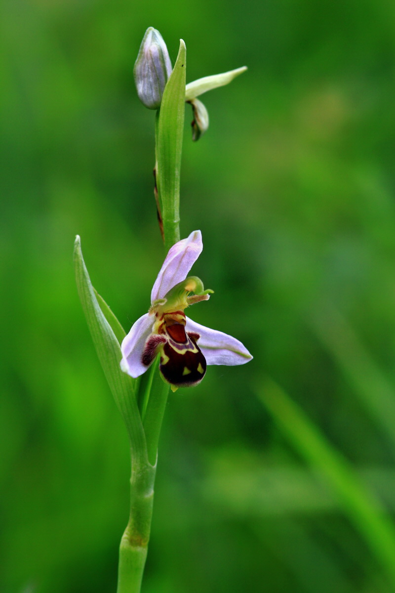 2013_06_15_00021938p_Bildgr��e �ndern