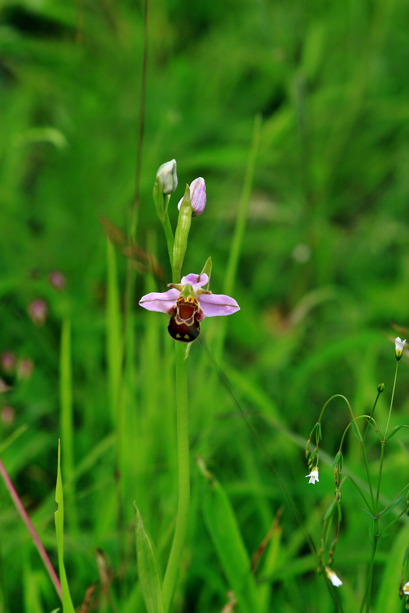 2013_06_15_00021942p_Bildgr��e �ndern