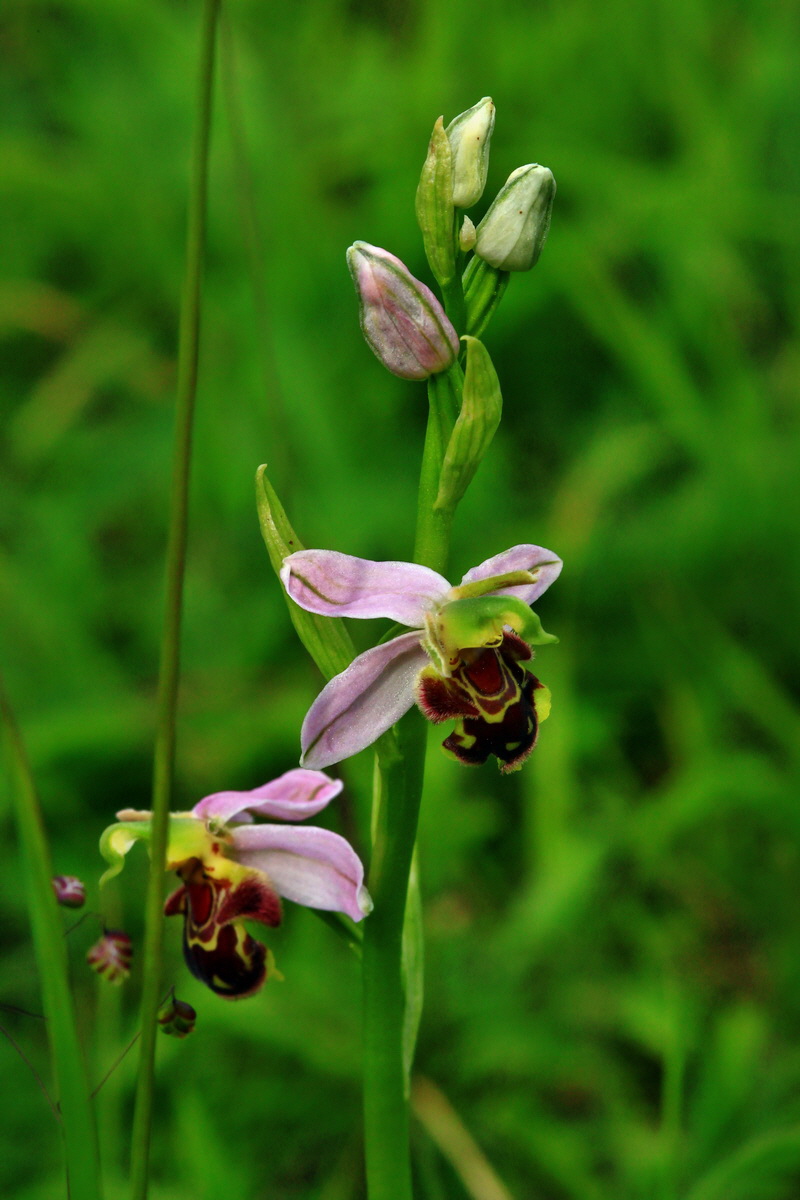 2013_06_15_00021986p_Bildgr��e �ndern