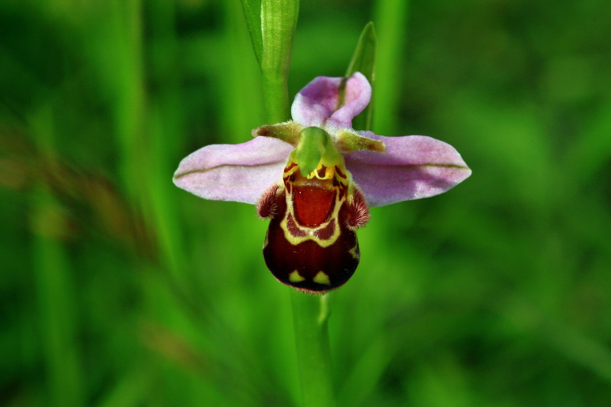 2013_06_15_00021992p_Bildgr��e �ndern