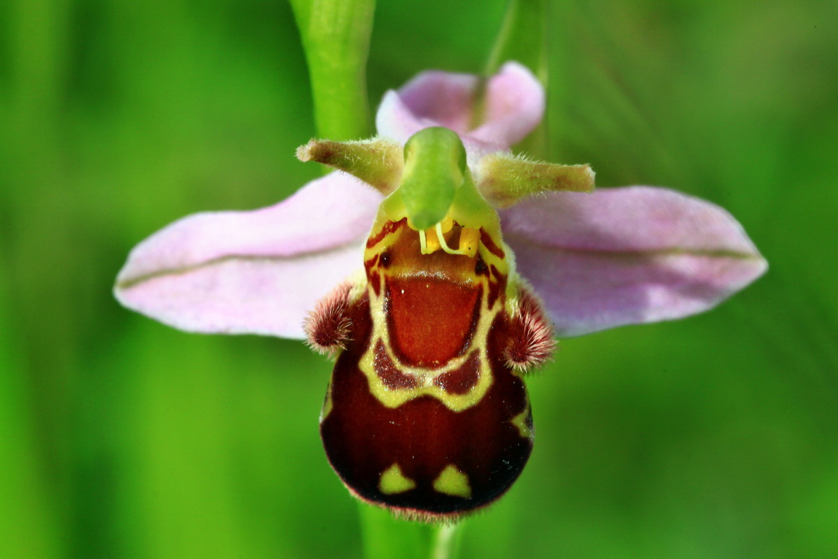 2013_06_15_00021998p_Bildgr��e �ndern