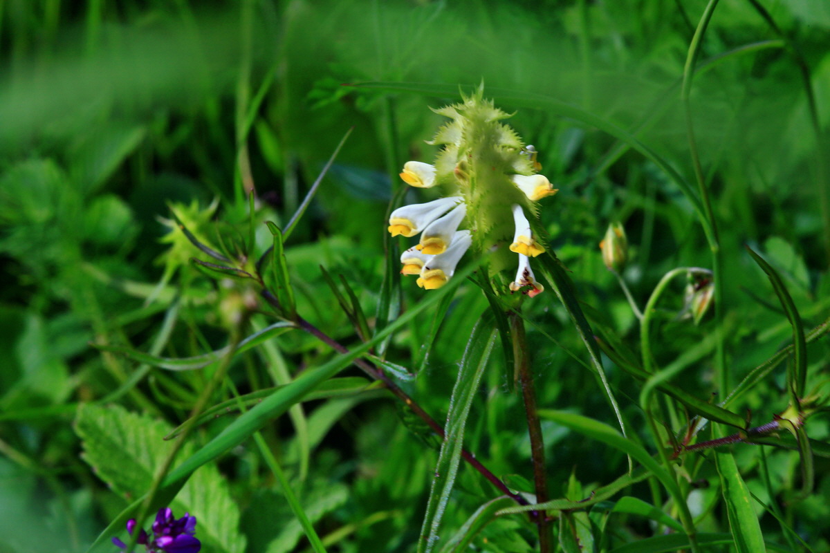 2013_06_15_00022021p_Bildgr��e �ndern