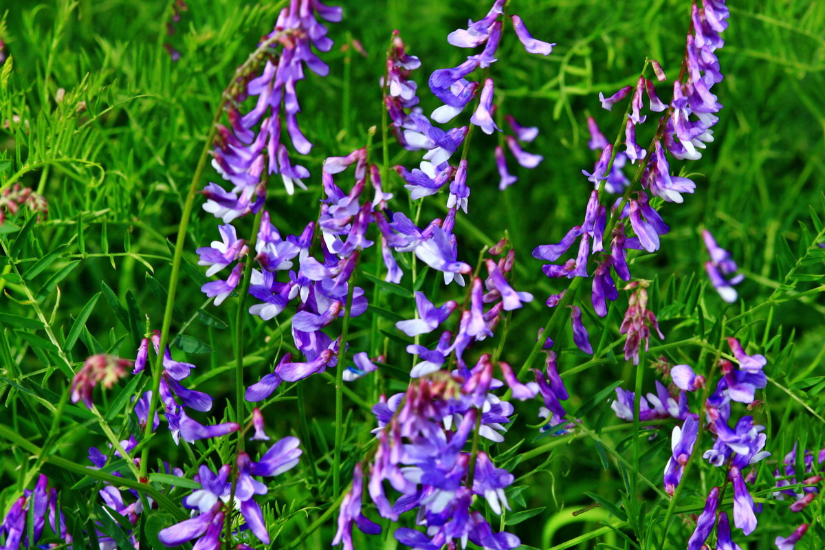 2013_06_15_00022030p_Bildgr��e �ndern