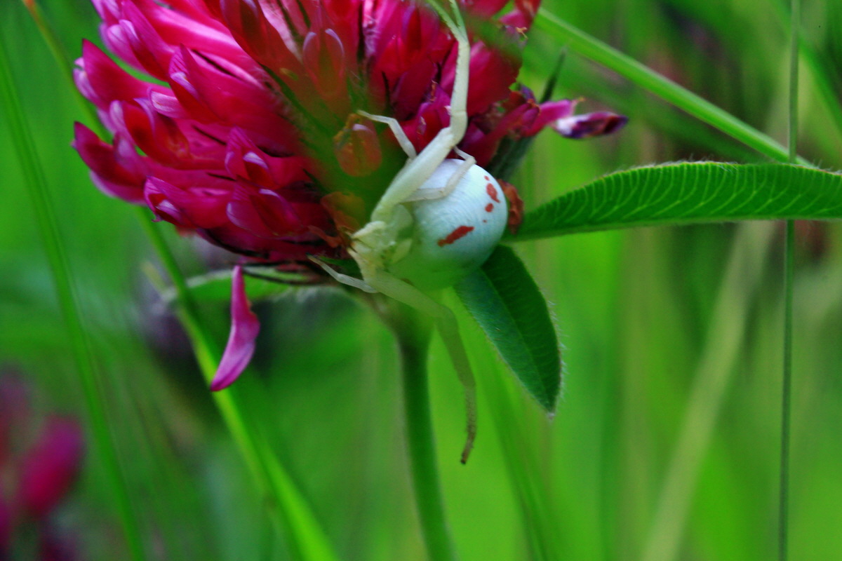 2013_06_15_00022044p_Bildgr��e �ndern