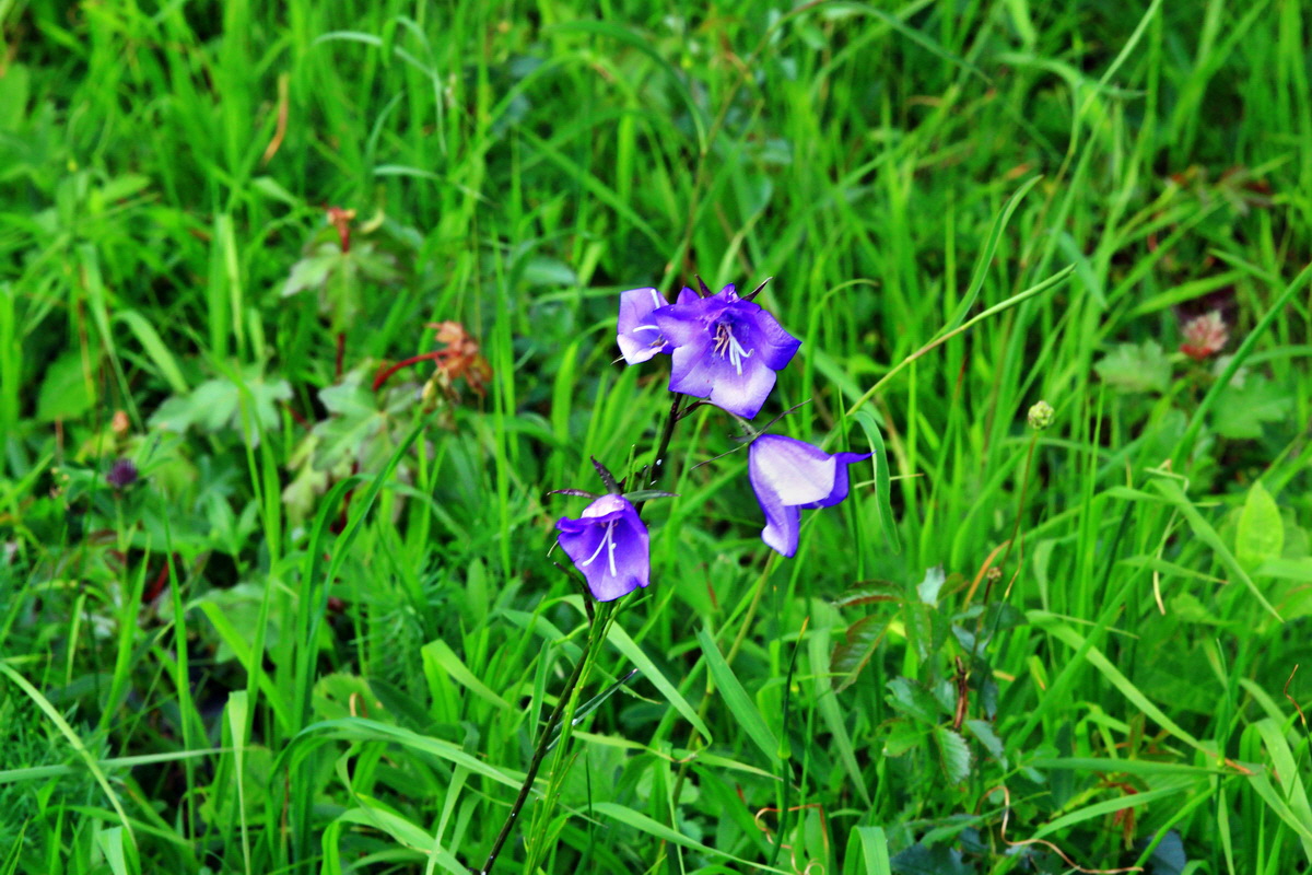 2013_06_15_00022060p_Bildgr��e �ndern