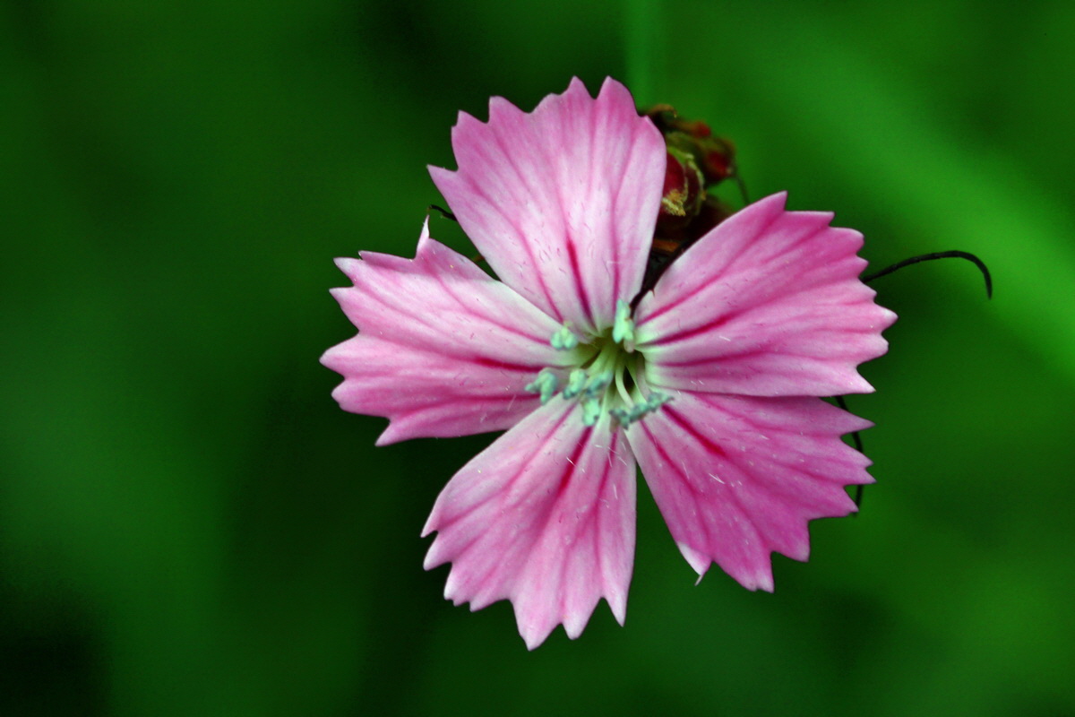 2013_06_15_00022070p_Bildgr��e �ndern