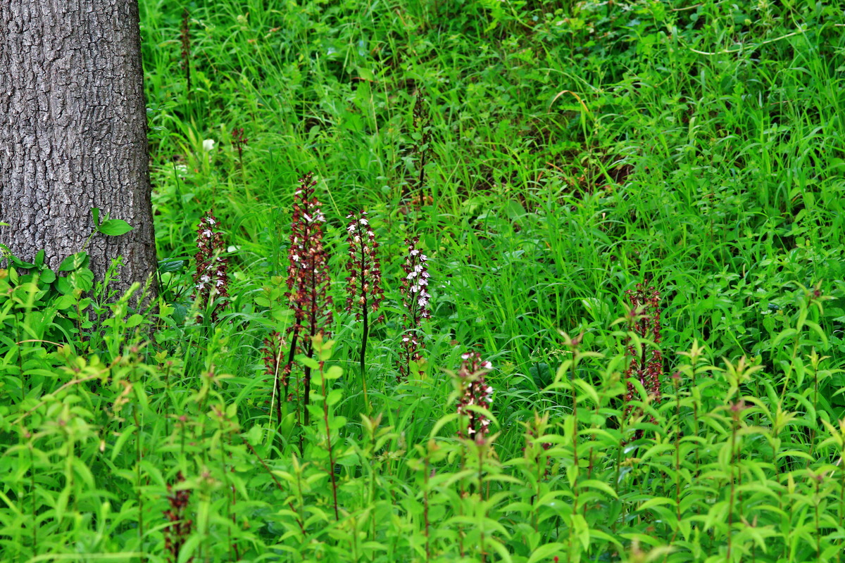 2013_06_16_00022079p_Bildgr��e �ndern