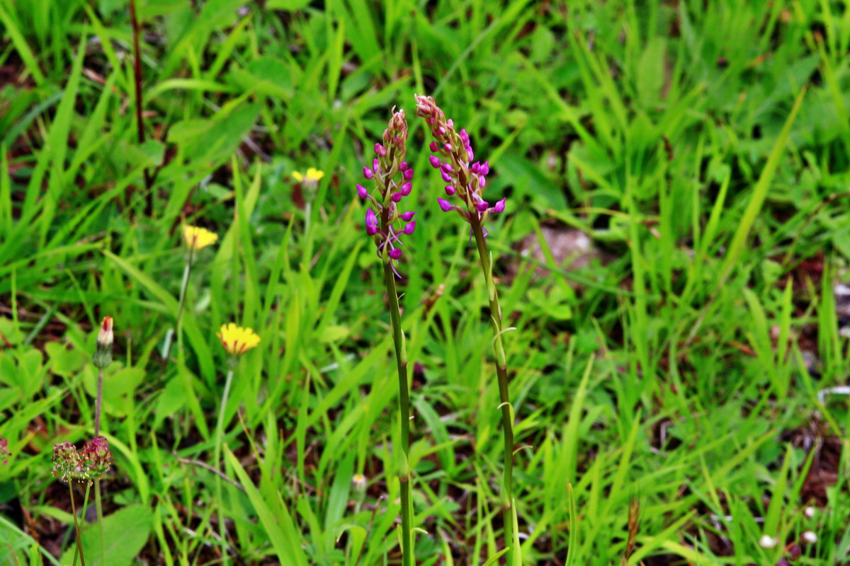 2013_06_16_00022176p_Bildgr��e �ndern