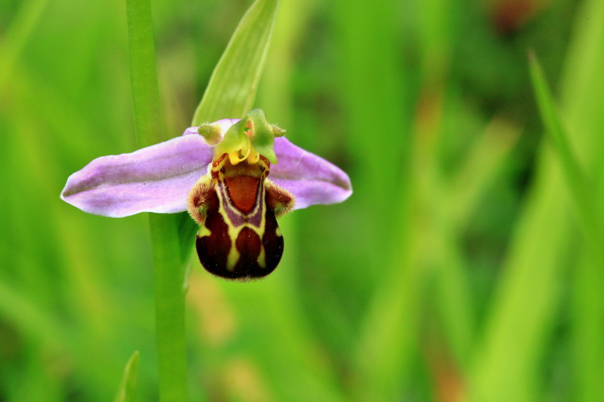 2013_06_16_00022179p_Bildgr��e �ndern