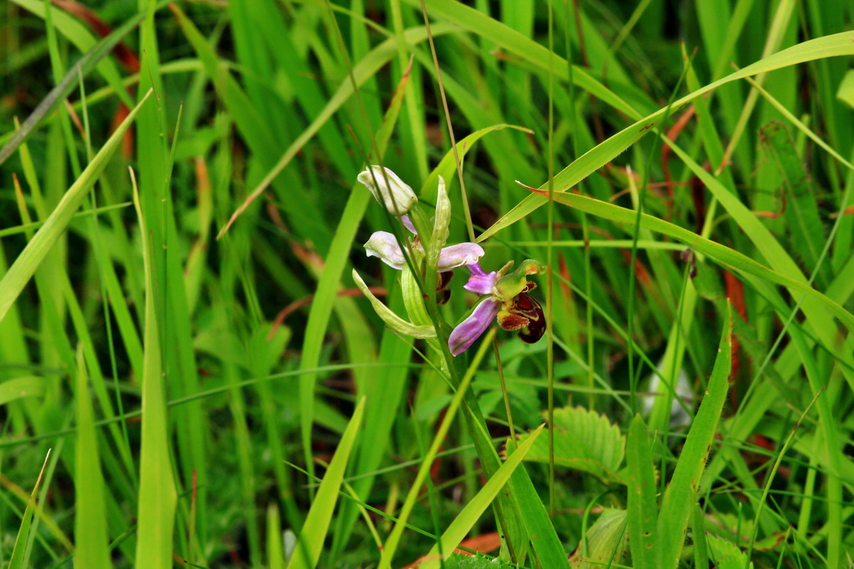 2013_06_16_00022188p_Bildgr��e �ndern