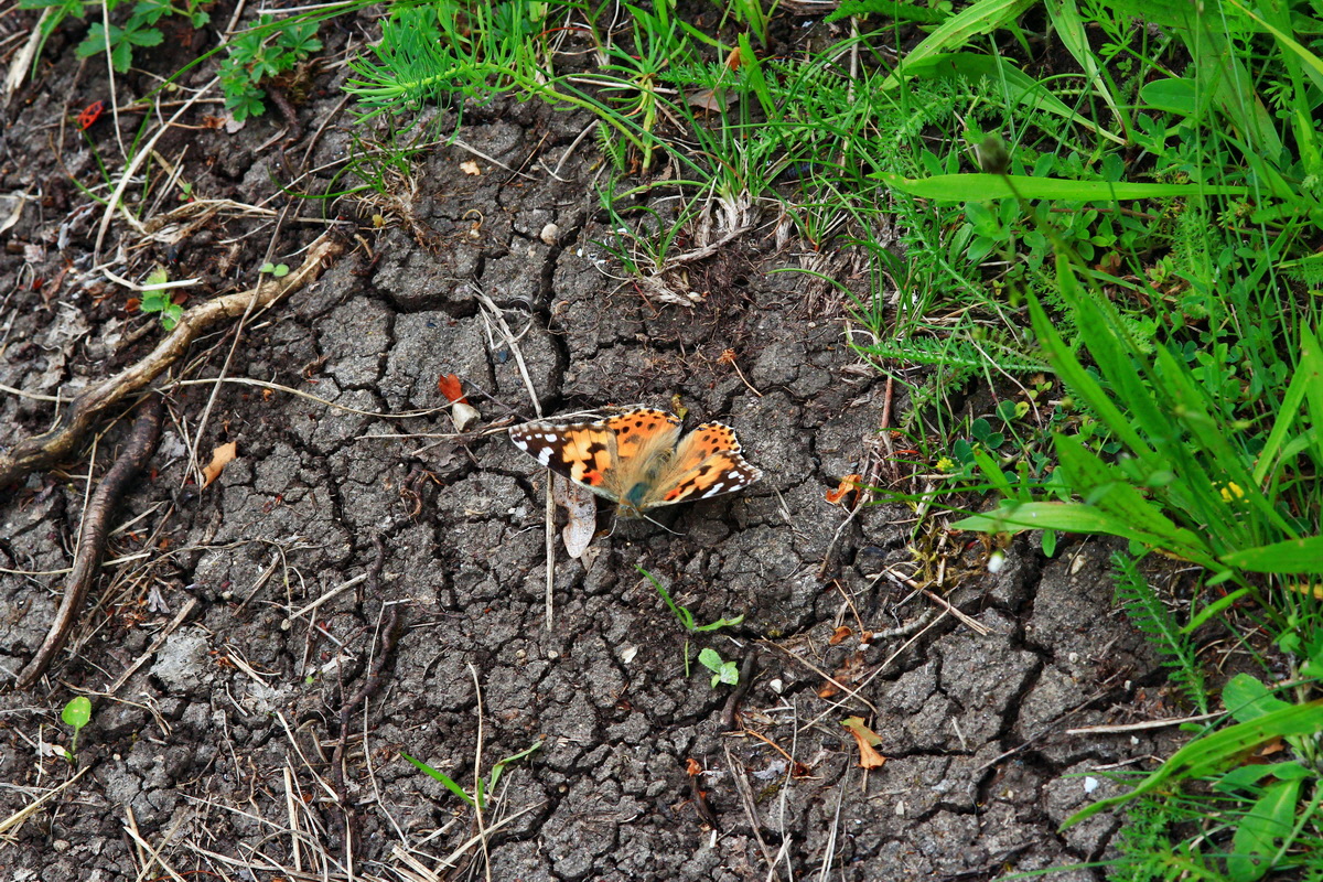 2013_06_16_00022245p_Bildgr��e �ndern