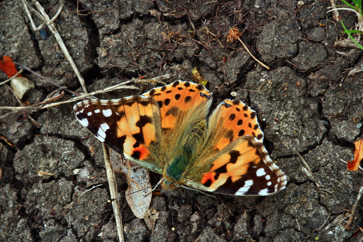 2013_06_16_00022258p_Bildgr��e �ndern