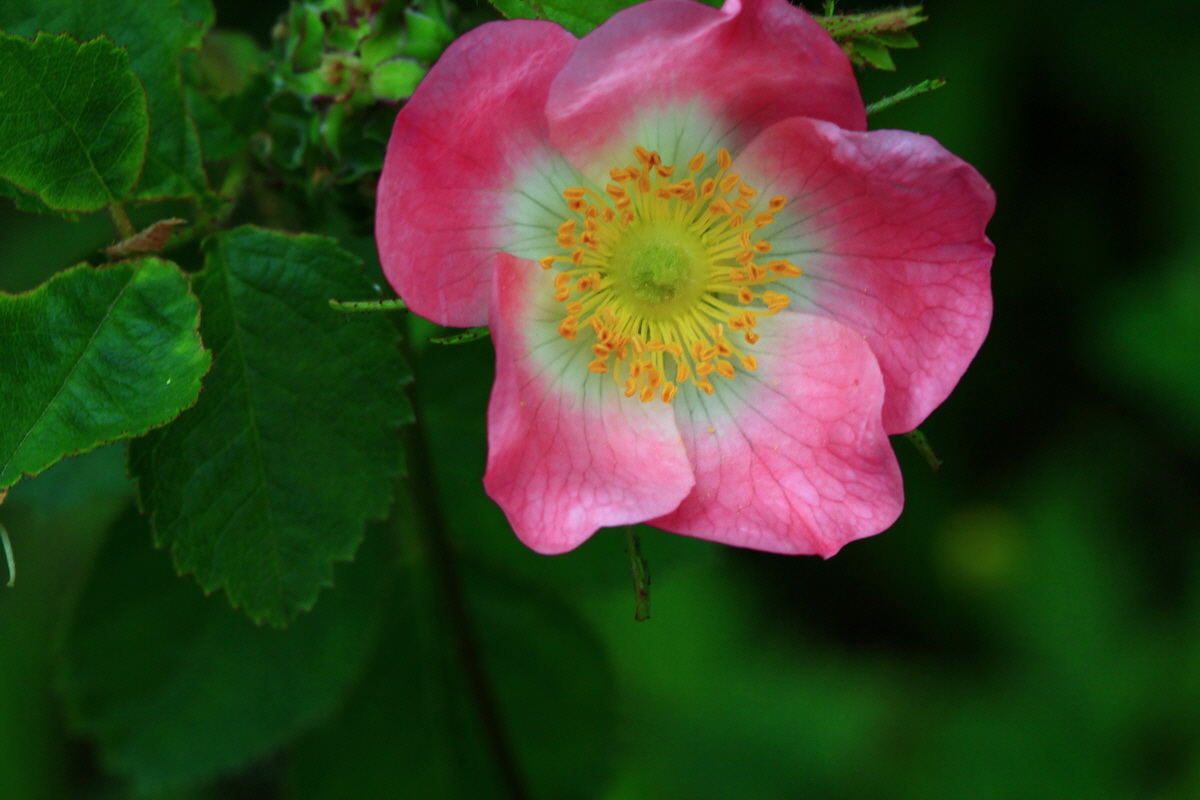 2013_06_16_00022266p_Bildgr��e �ndern