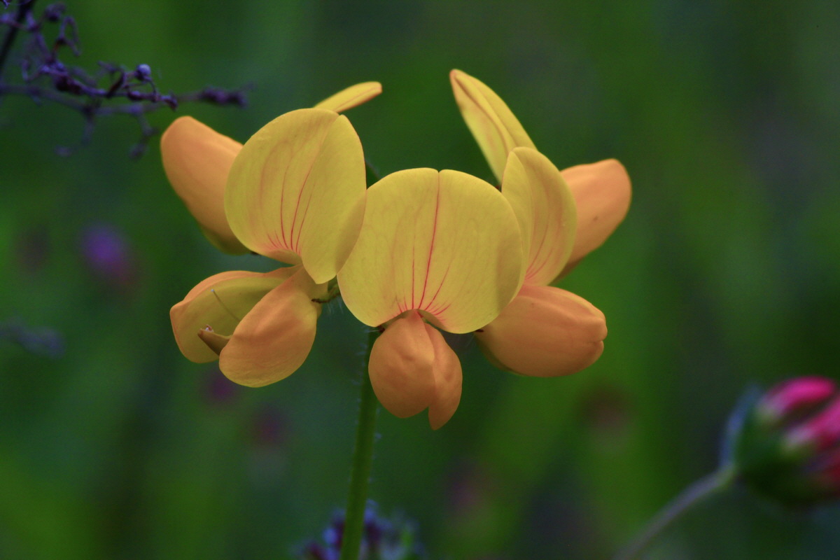 2013_06_16_00022279p_Bildgr��e �ndern