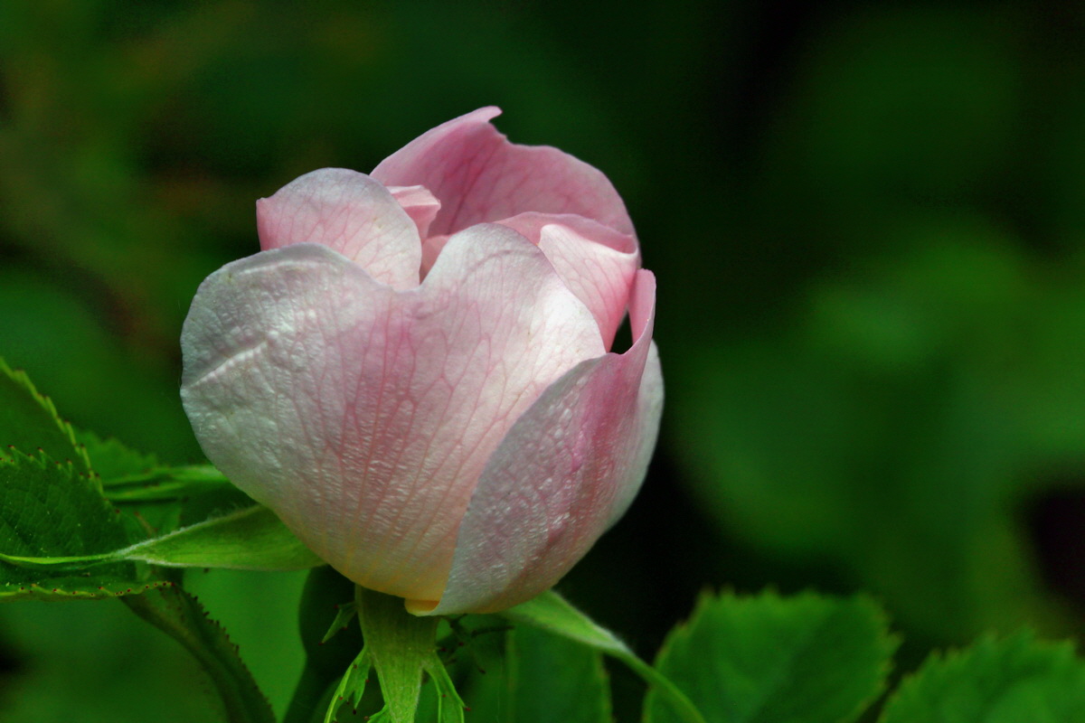 2013_06_16_00022282p_Bildgr��e �ndern