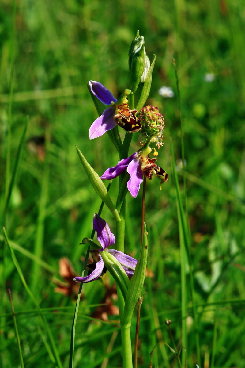 2013_06_17_00022394p_Bildgr��e �ndern