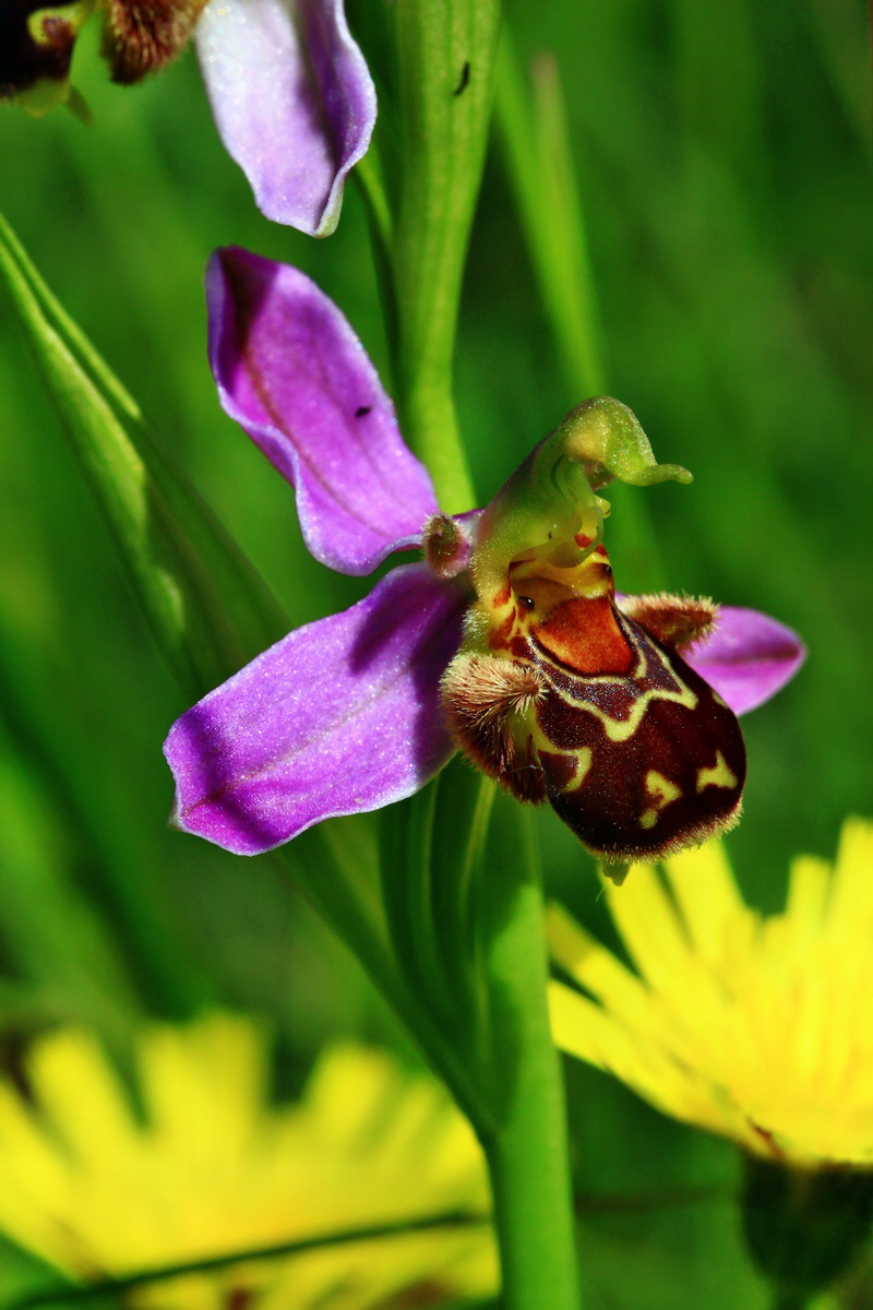 2013_06_17_00022398p_Bildgr��e �ndern