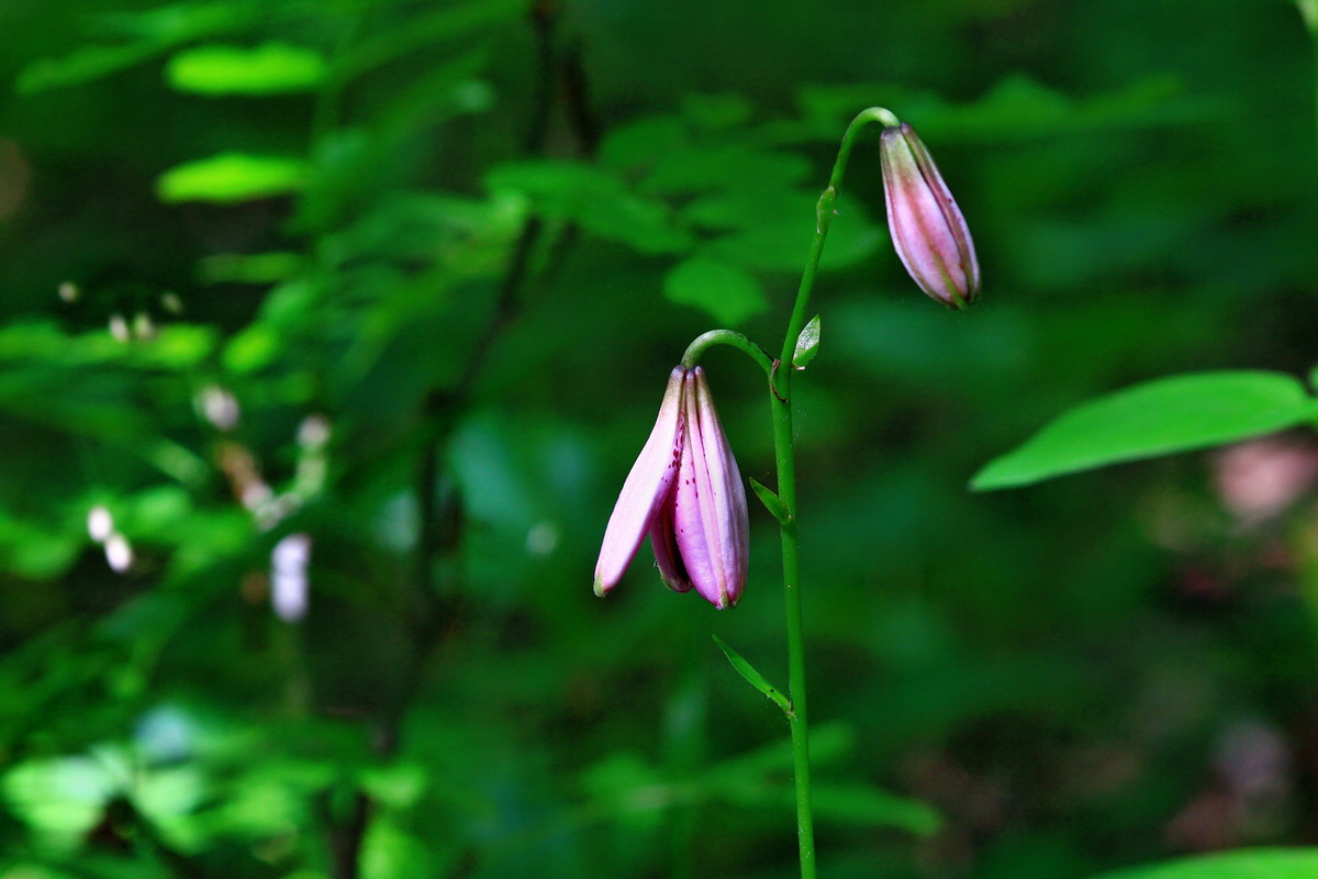 2013_06_17_00022441p_Bildgr��e �ndern