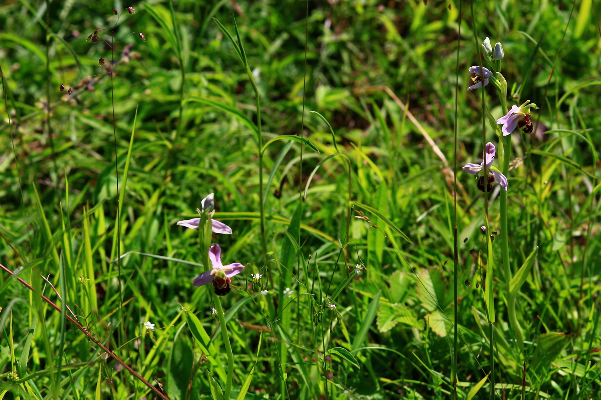 2013_06_17_00022461p_Bildgr��e �ndern