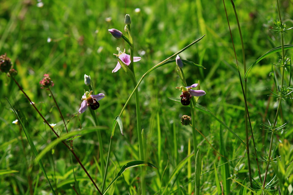 2013_06_17_00022464p_Bildgr��e �ndern