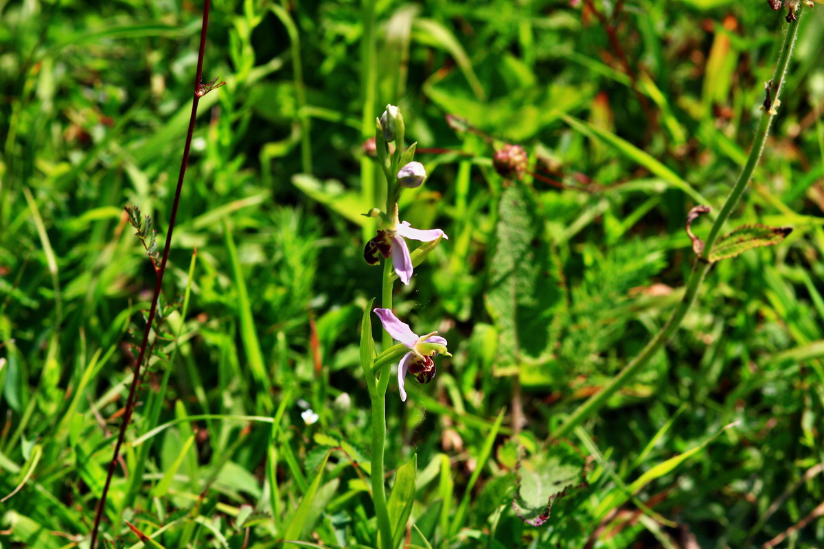 2013_06_17_00022493p_Bildgr��e �ndern