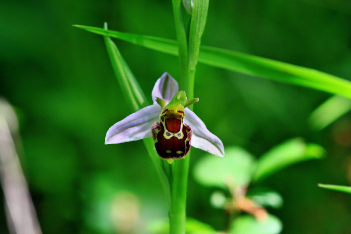 2013_06_17_00022505p_Bildgr��e �ndern