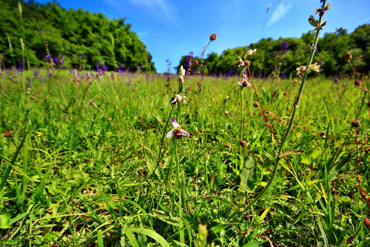 2013_06_17_00022525p_Bildgr��e �ndern