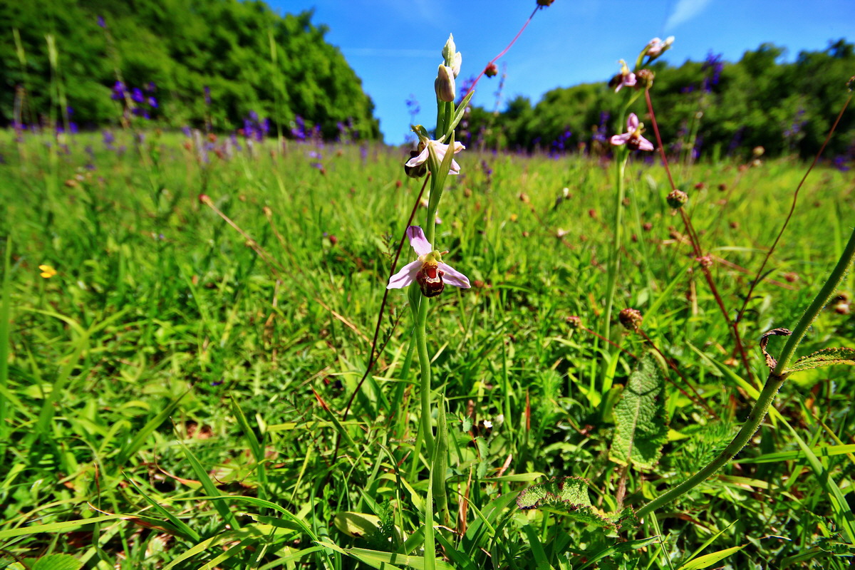 2013_06_17_00022532p_Bildgr��e �ndern