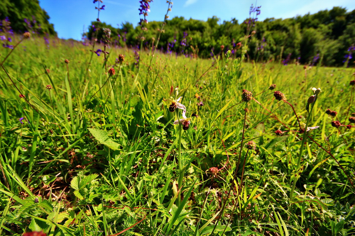 2013_06_17_00022534p_Bildgr��e �ndern