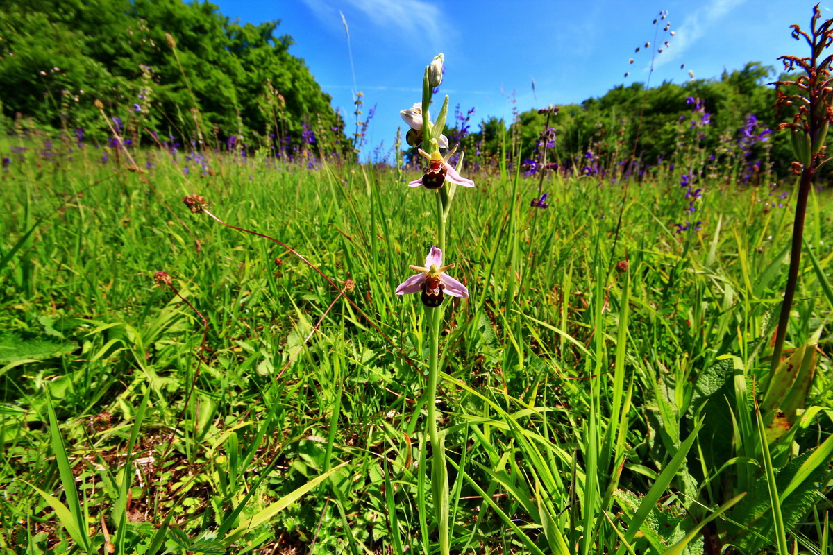 2013_06_17_00022542p_Bildgr��e �ndern