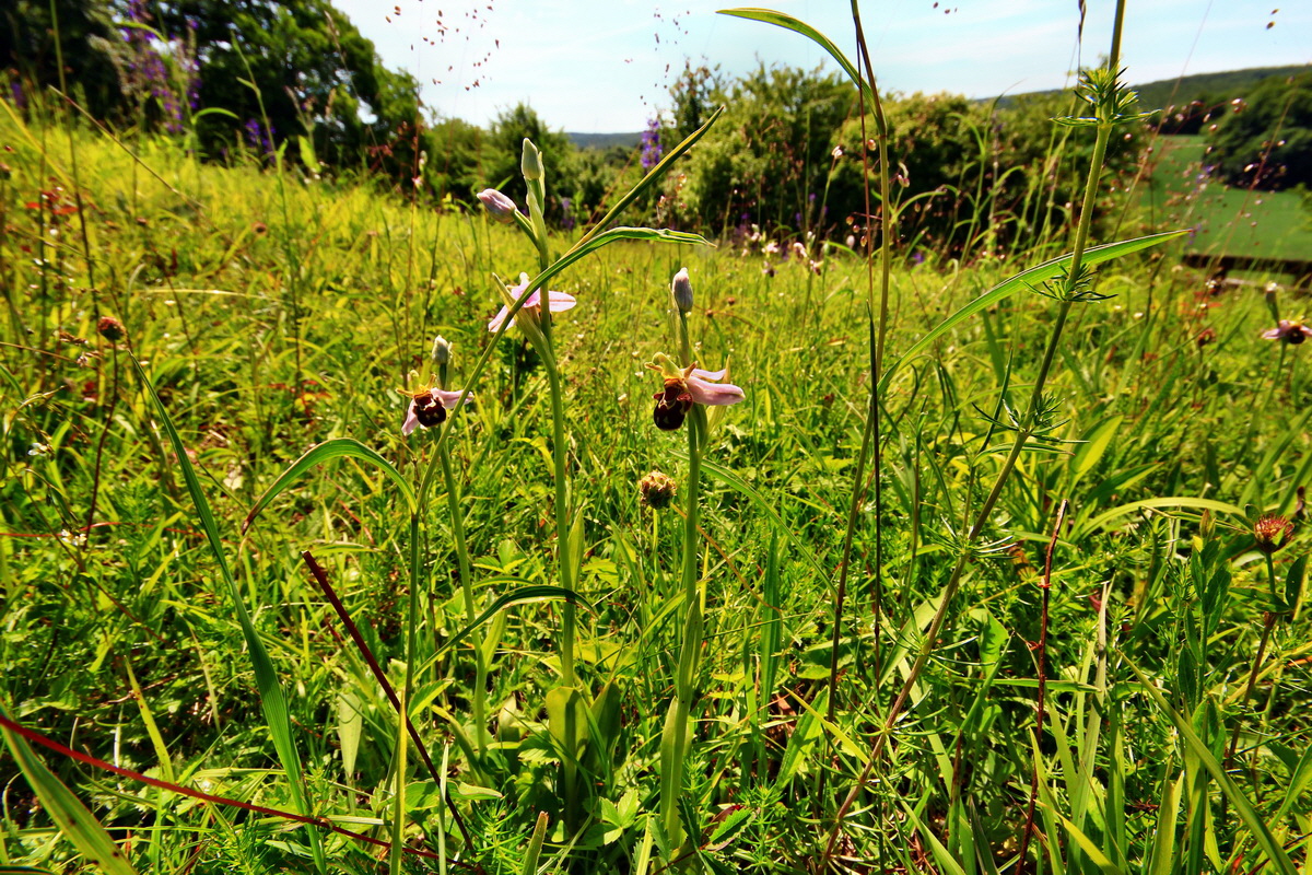 2013_06_17_00022564p_Bildgr��e �ndern