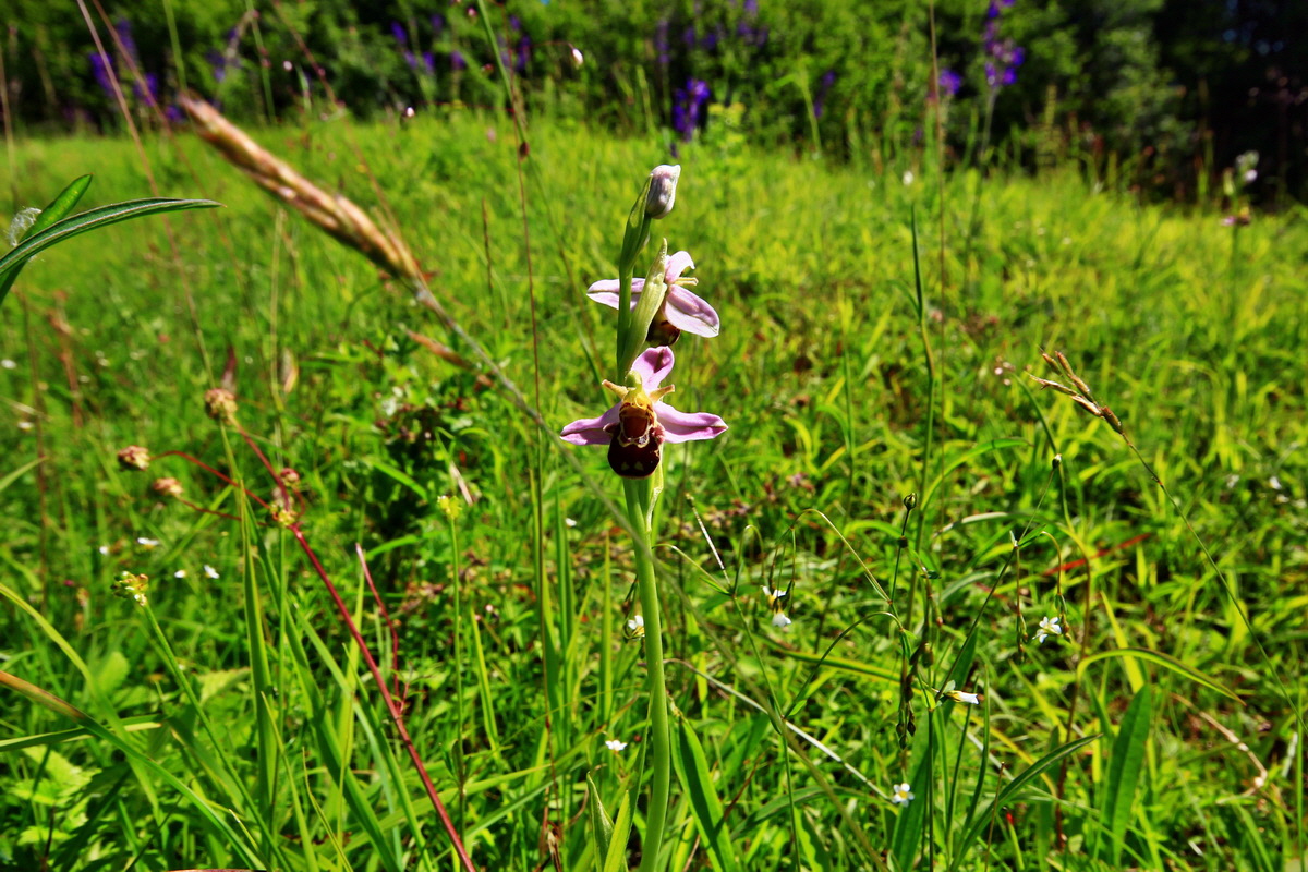 2013_06_17_00022566p_Bildgr��e �ndern