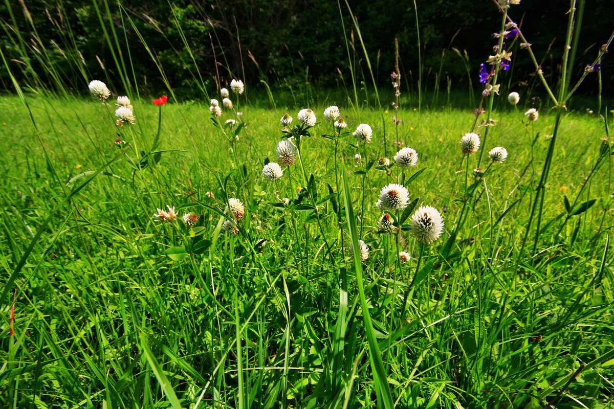 2013_06_17_00022581p_Bildgr��e �ndern