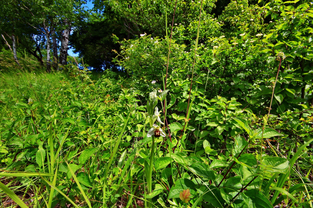 2013_06_17_00022591p_Bildgr��e �ndern