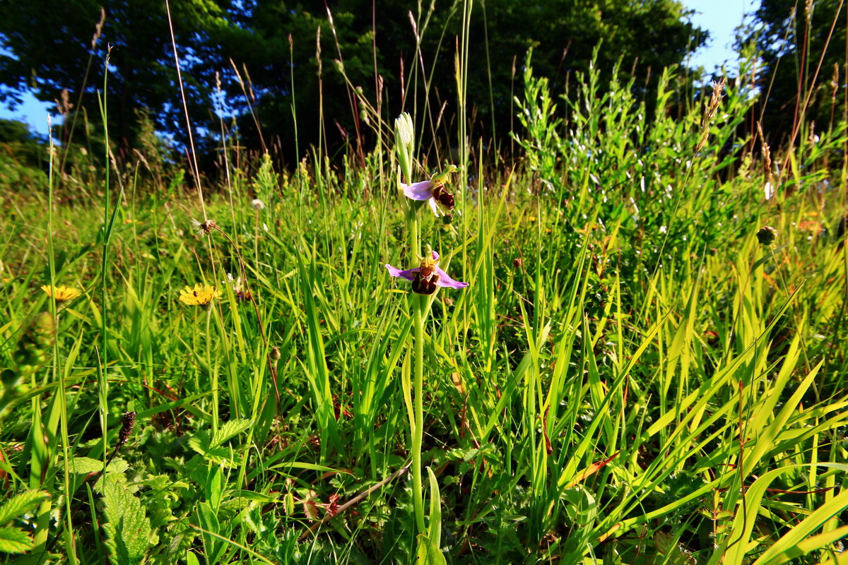 2013_06_18_00022594p_Bildgr��e �ndern