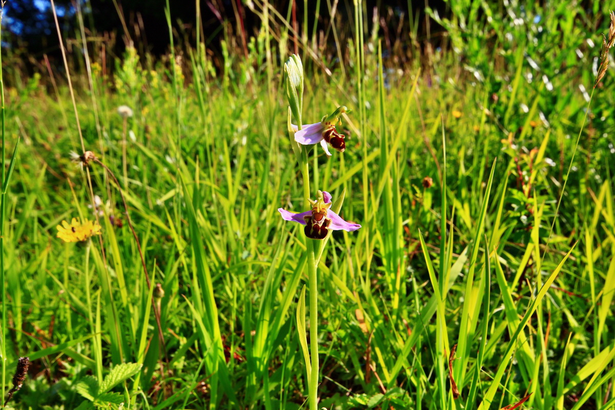 2013_06_18_00022598p_Bildgr��e �ndern