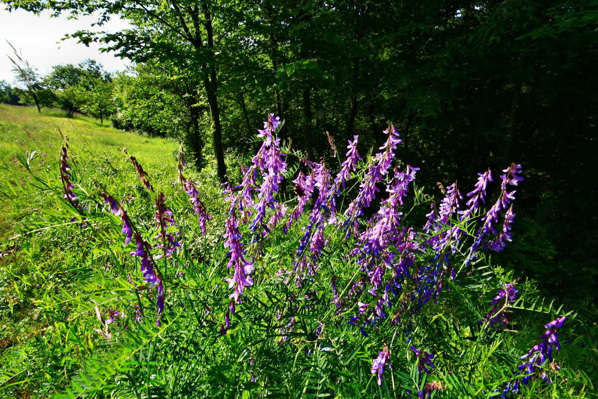 2013_06_18_00022621p_Bildgr��e �ndern