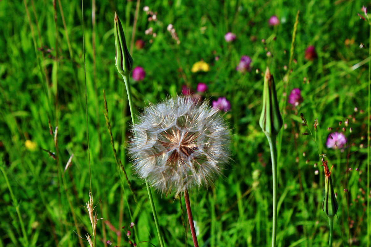 2013_06_18_00022778p_Bildgr��e �ndern