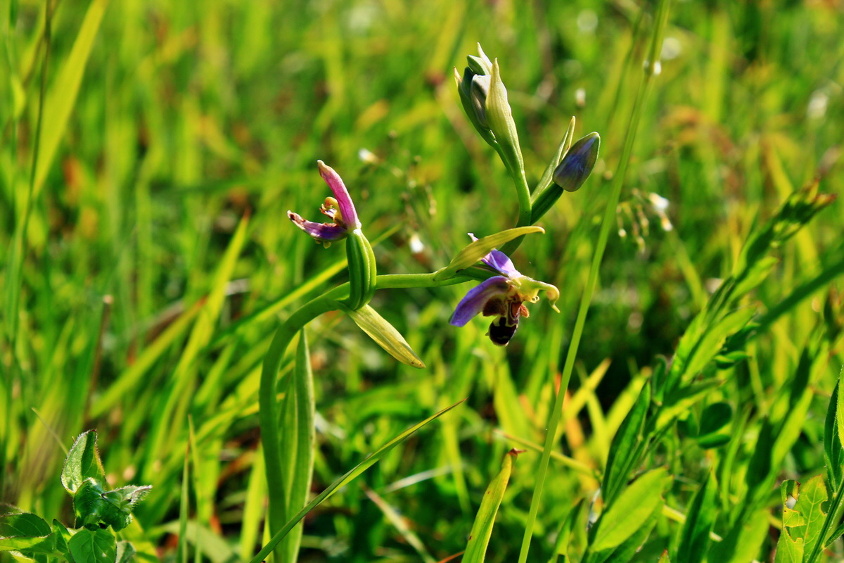 2013_06_18_00022784p_Bildgr��e �ndern