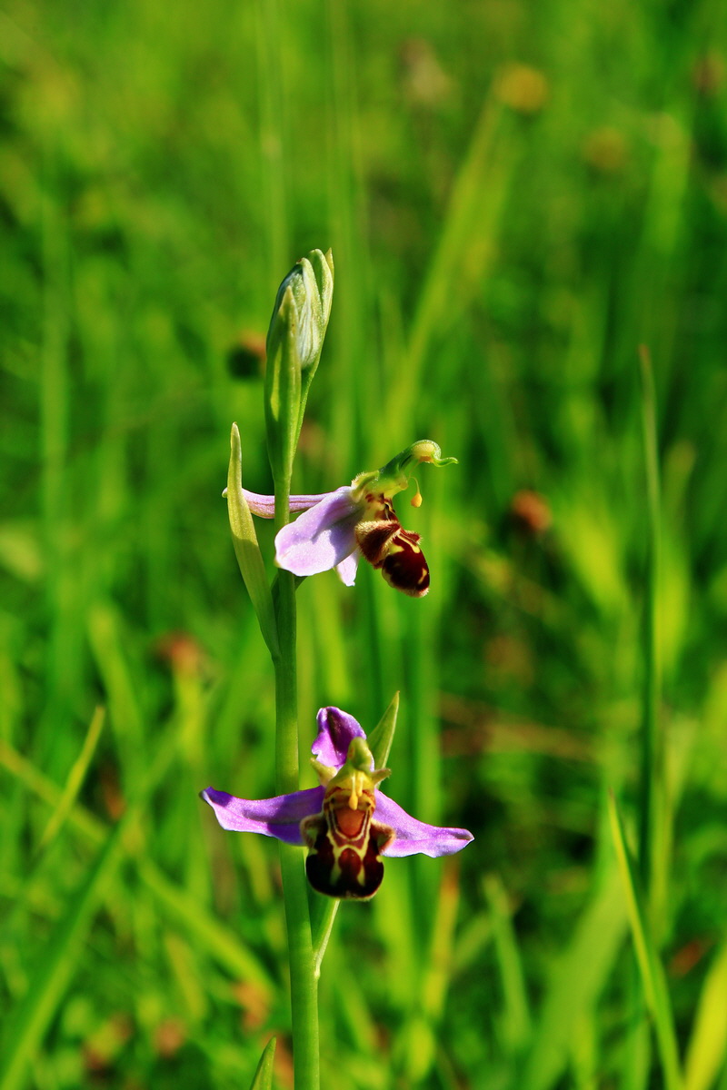 2013_06_18_00022787p_Bildgr��e �ndern