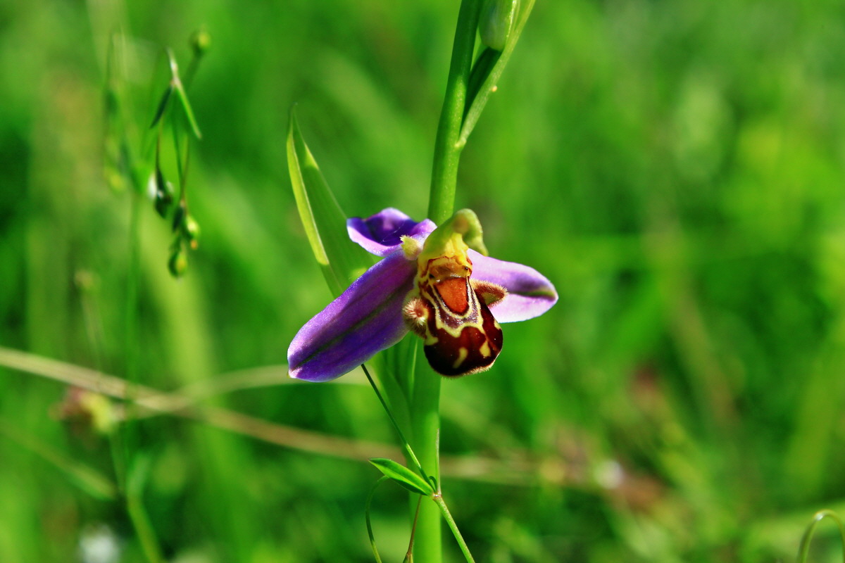 2013_06_18_00022793p_Bildgr��e �ndern