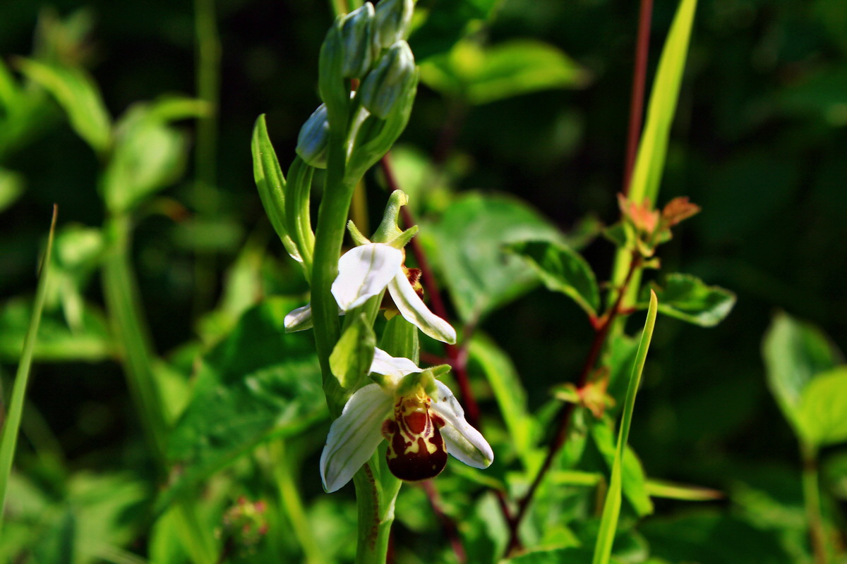 2013_06_18_00022796p_Bildgr��e �ndern